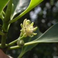 Bruguiera cylindrica (L.) Blume